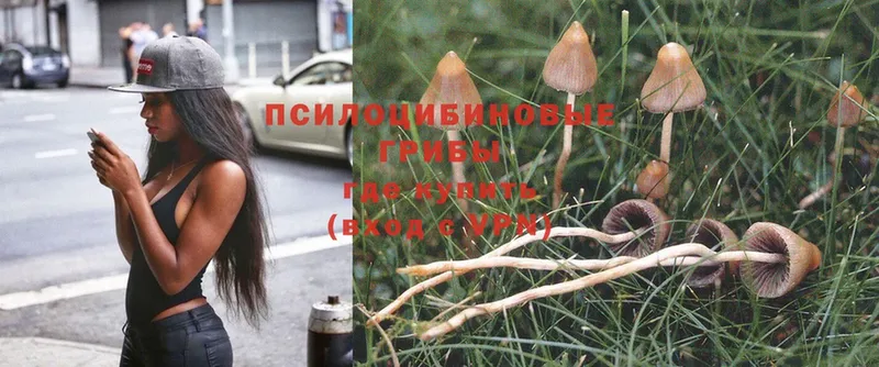 Псилоцибиновые грибы Psilocybe  Новопавловск 